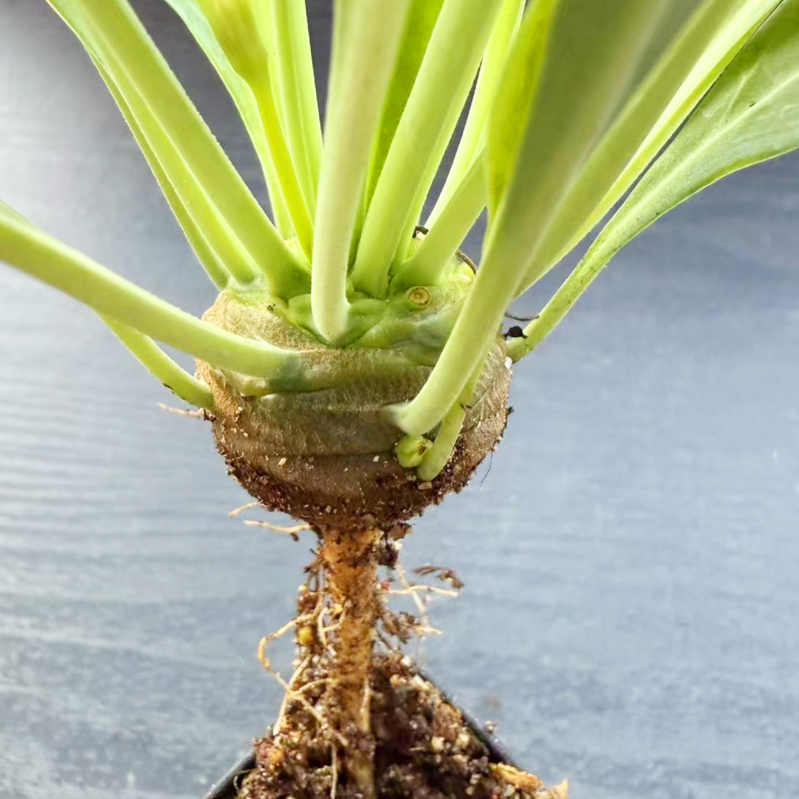 实生铁甲丸大戟科块根植物盆栽