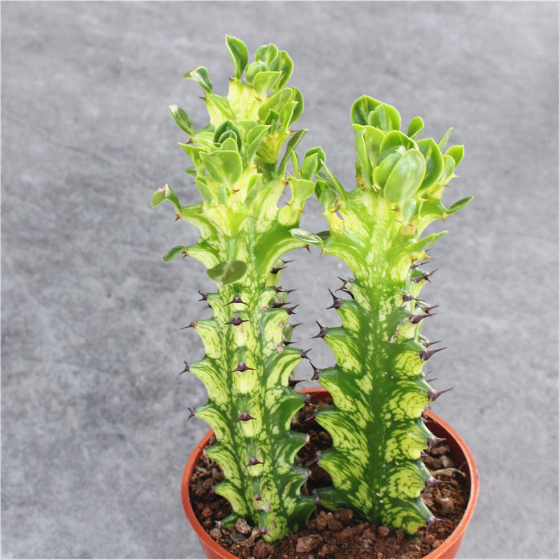 巴西龙骨锦仙人掌多肉植物盆栽