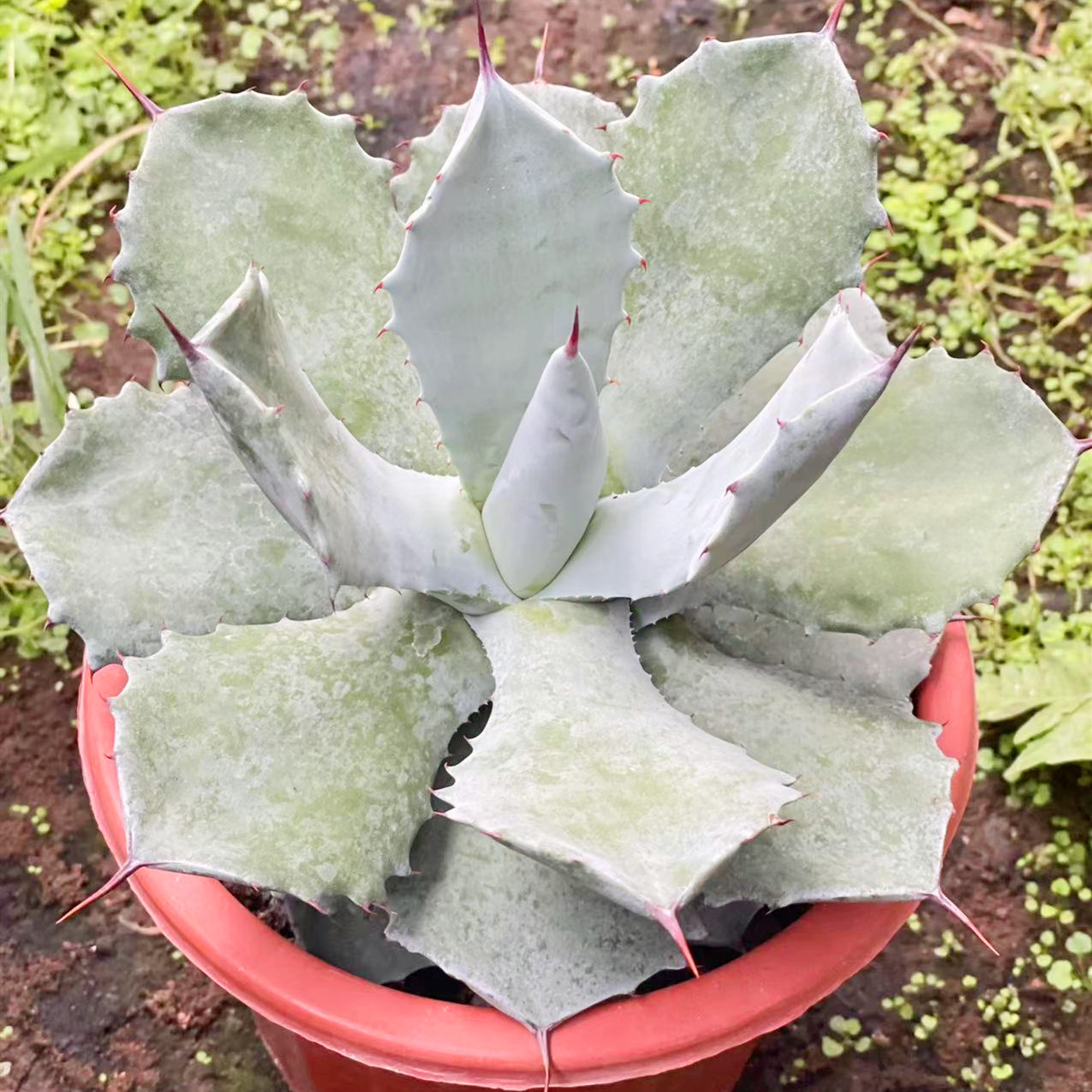 白肌厚叶雷神龙舌兰 大型庭院露养盆栽花卉强刺好养特色植物老桩