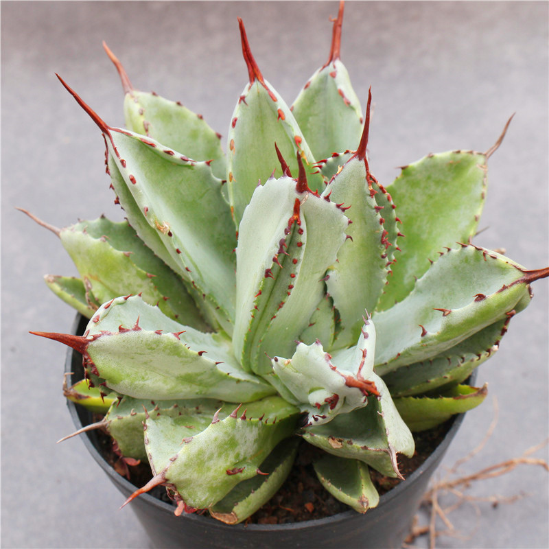 绿植贝壳鲍鱼科贵好度夏多肉植物