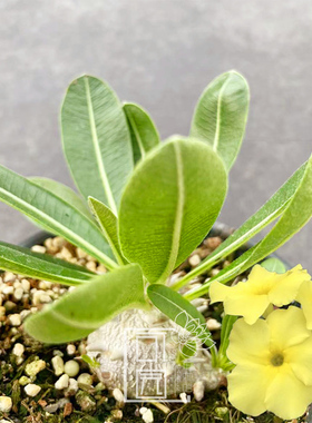 惠比大黑 块根植物开黄色花冷门多肉植物小盆栽 惠比须笑阳台花卉