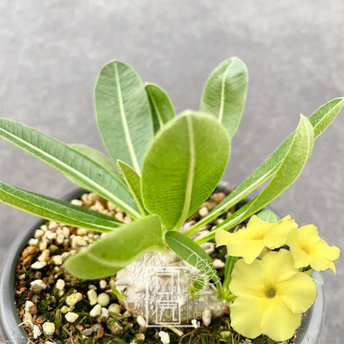 惠比大黑块根植物开黄色花盆栽