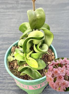 卷叶球兰 萝藦科垂吊爬藤花卉植物盆栽开花旋转多肉cv. Compacta