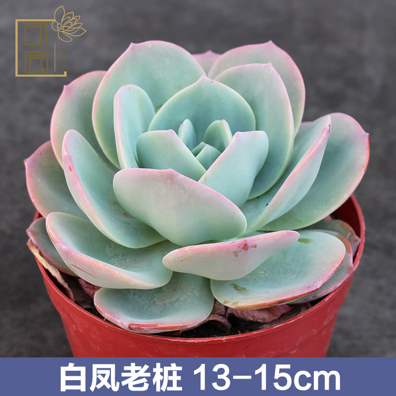 可园多肉 白凤多肉植物组合盆栽 超大老桩花卉 桌面老庄特价包邮