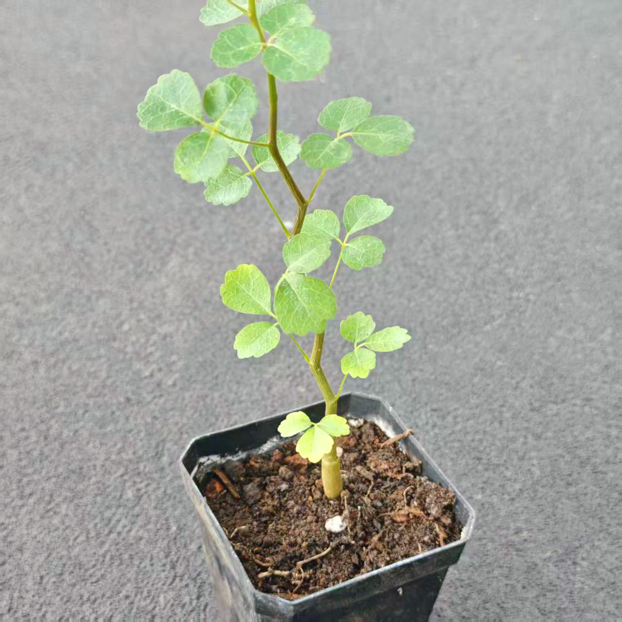 波叶橄榄实生没药块根小苗植物