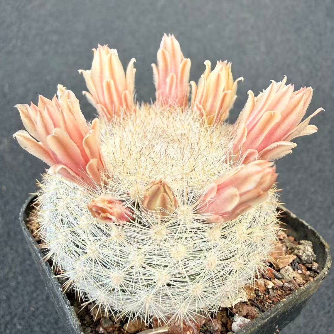 实生满月仙人球 仙人掌科乳突属白毛球植物 粉花可爱桌面盆栽花卉