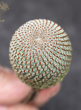 橙宝山仙人球子孙球开橙色花无刺多肉植物净化空气群生花卉小盆栽