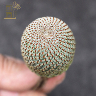 橙宝山仙人球子孙球开橙色花好养多肉植物有沟宝山群生花卉小盆栽