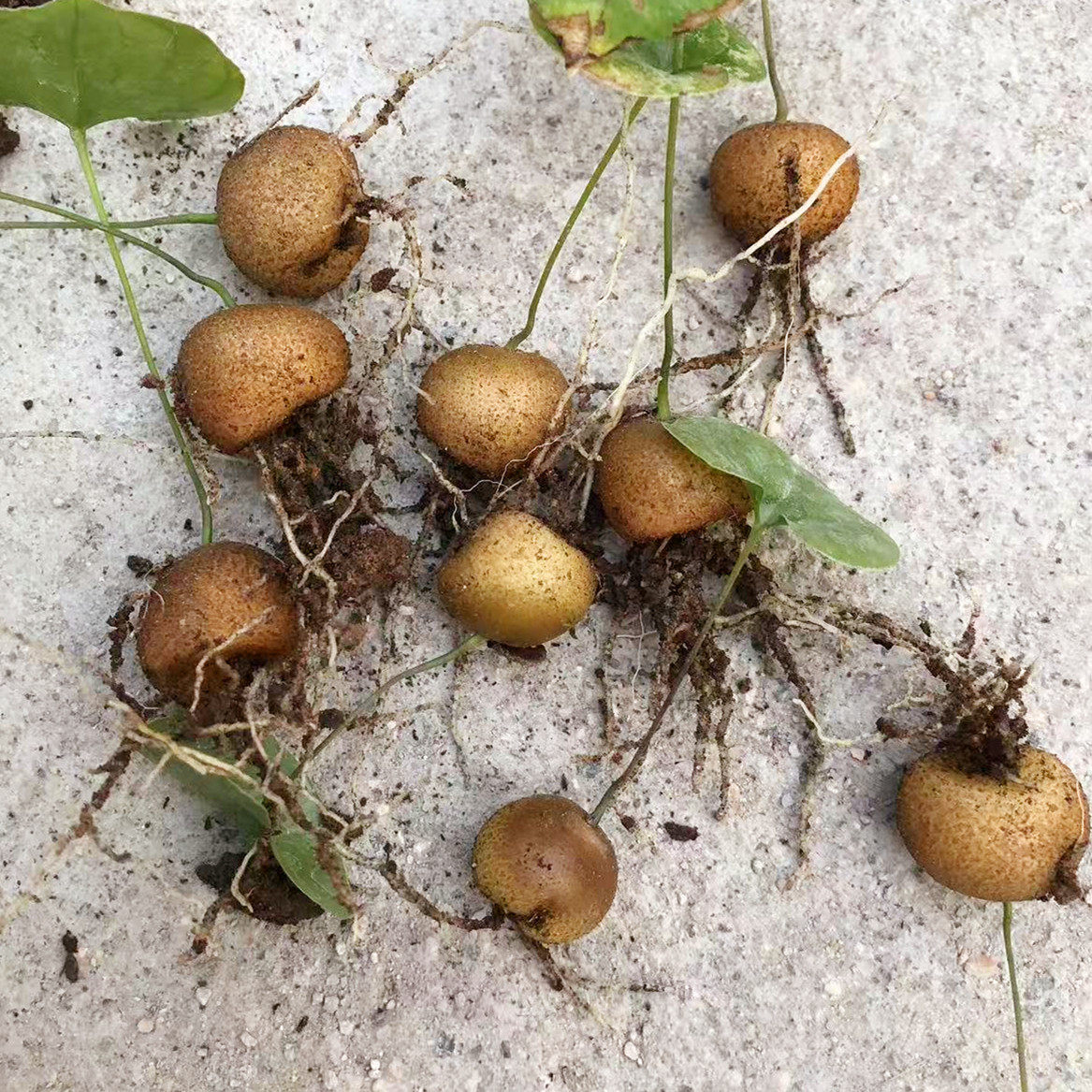 实生南非龟甲龙小苗块根植物图片