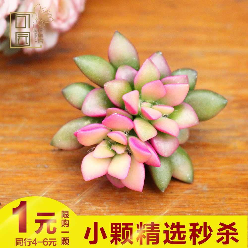 һԪ���� ����ֲ�����С������� ���������ײͼ�������̨�󻨻�