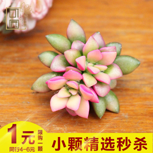 办公室多肉植物新手肉肉组合阳台