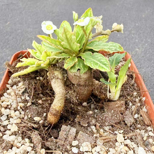 实生鱼骨大戟块根植物阳台小盆栽