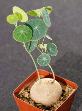 素可泰山乌龟泰国进口立叶Stephania Erecta桌面盆栽花卉阳台绿植