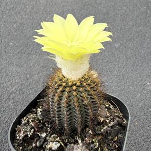 实生金刺蜈蚣仙人球仙人掌科士童属小型种多肉植物软毛不扎手盆栽