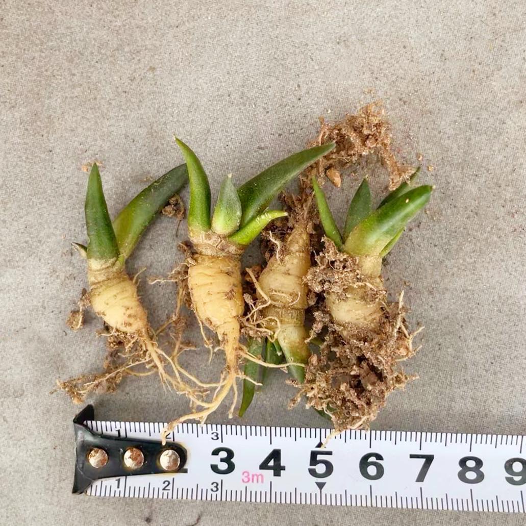 实生牡丹仙人球籽播小苗植物