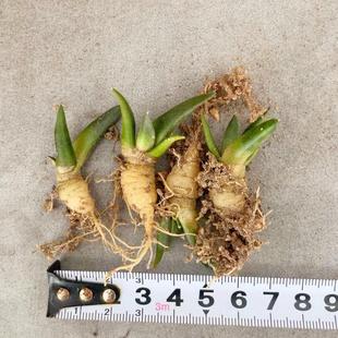 实生牡丹仙人球Ariocarpus retusus Scheidw仙人掌科籽播小苗植物