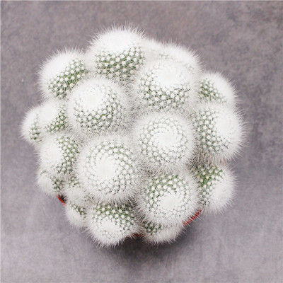 大颗白小丁群生仙人球室内装饰