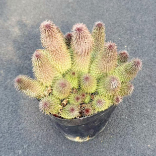 阿修罗萝藦科多肉植物盆栽群生开花软毛桌面可爱花卉阳台好养绿植