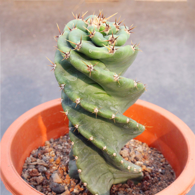 龙卷风仙人柱大型沙生植物盆栽
