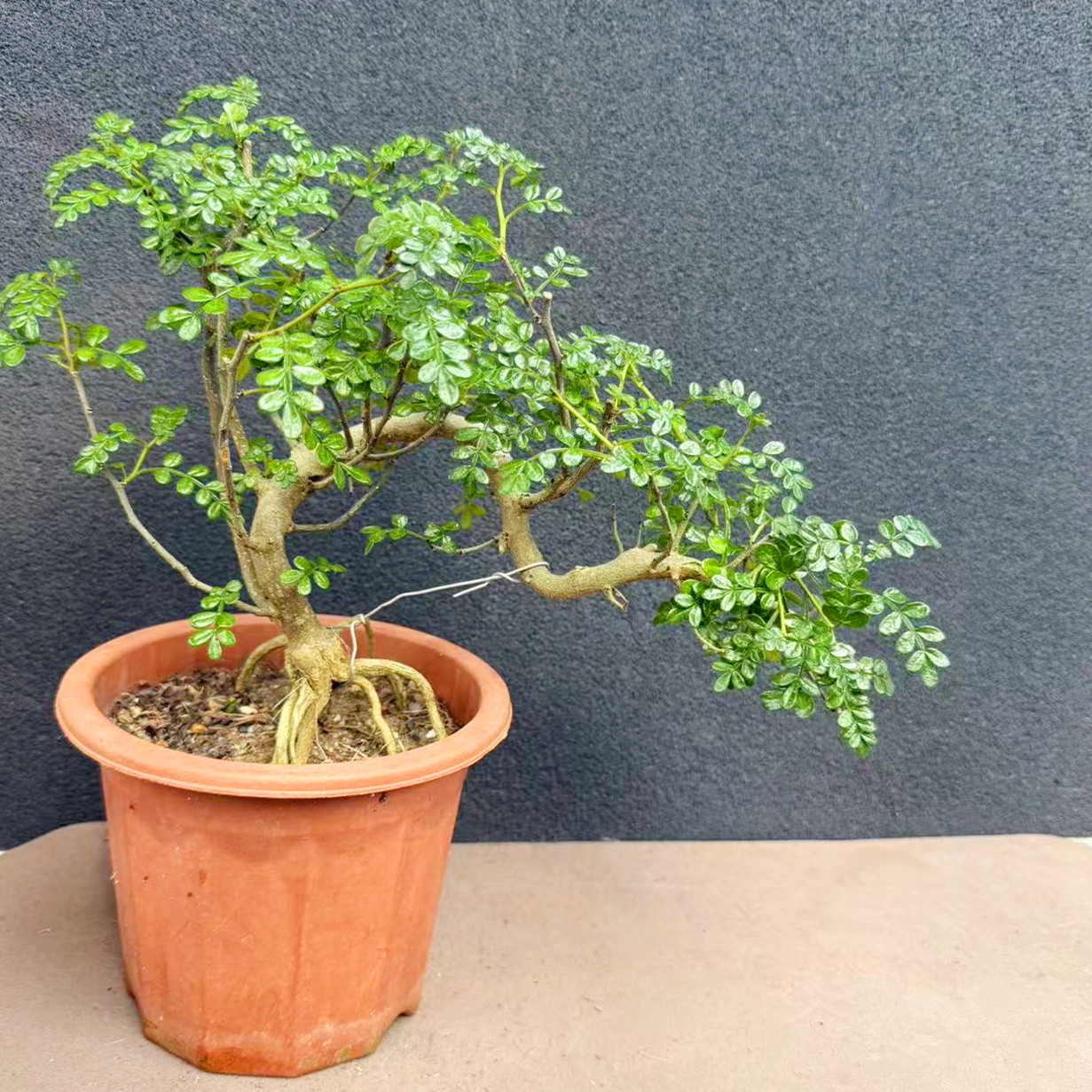 胡椒木老桩植物盆栽造型悬崖桩