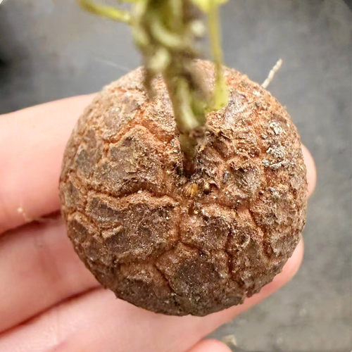 实生南非龟甲龙一物一拍块根植物