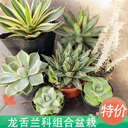 龙舌兰组合小盆栽大型庭院绿植