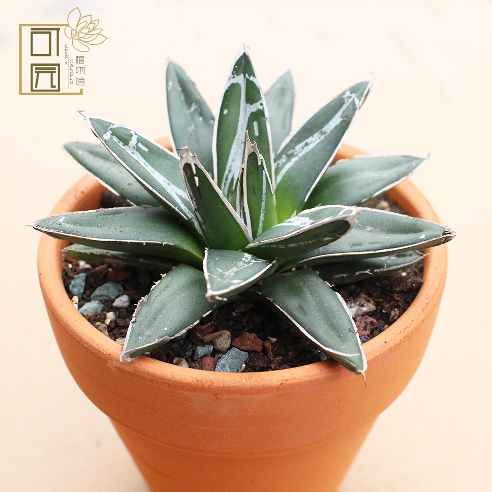 笹之雪龙舌兰科世之雪大多肉植物