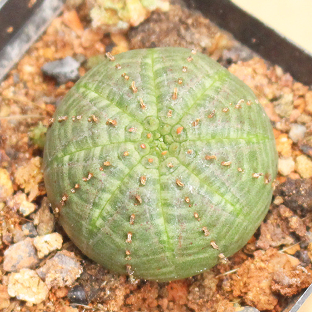 布纹球多肉植物组合小盆栽 桌面无刺大戟科仙人球 办公室开花肉肉