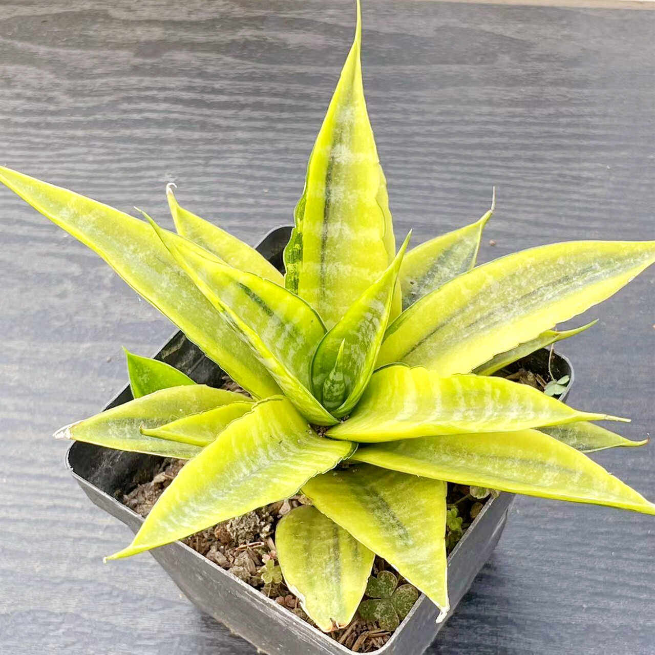 卡洛娃锦虎尾兰盆栽办公室植物