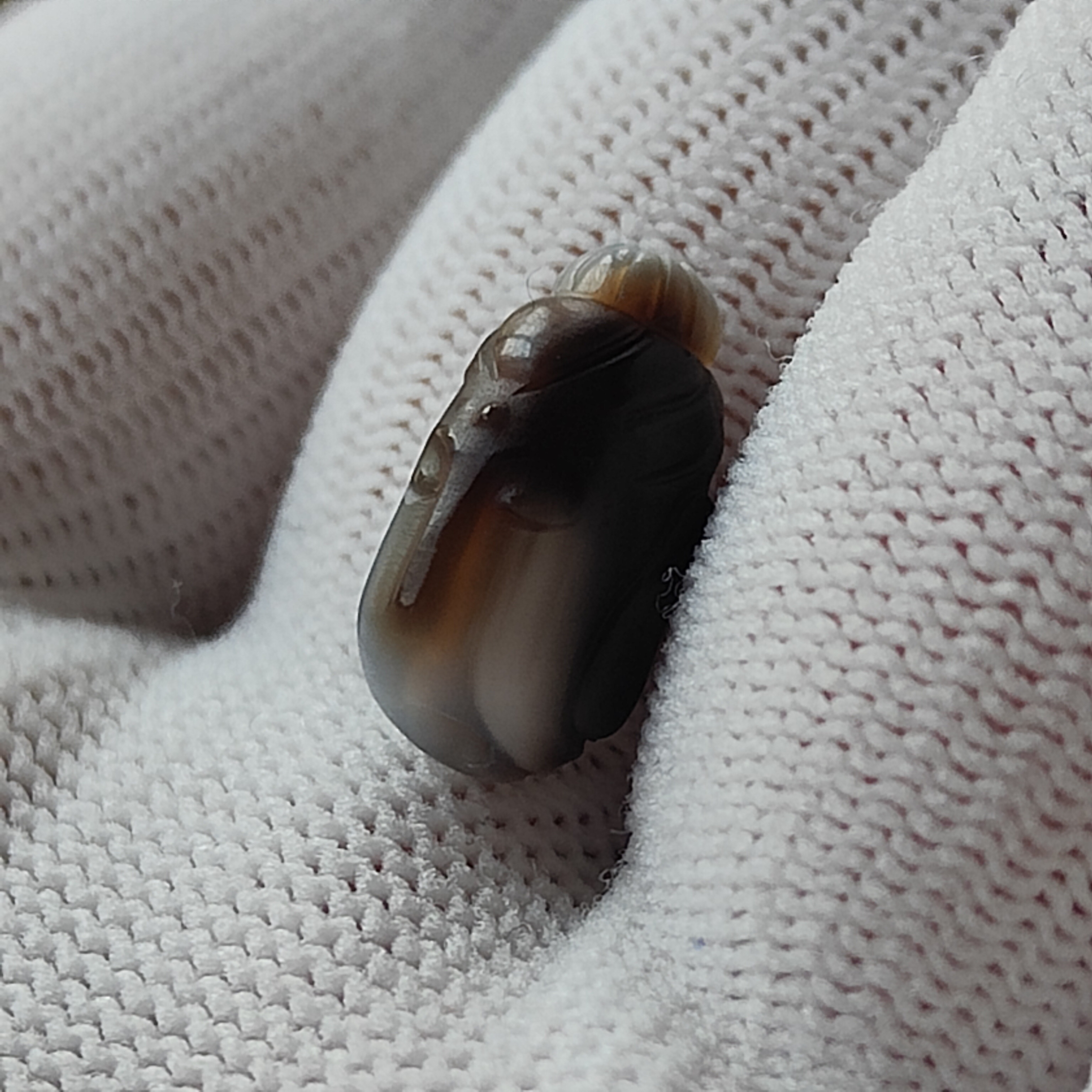 精工珠改无相佛背云