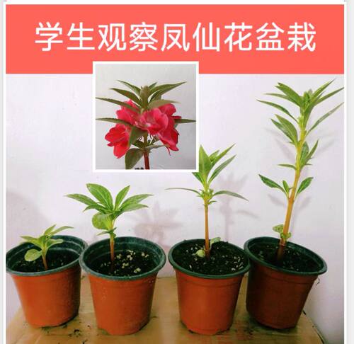 学生观察作业规格齐全凤仙花指甲花苗泡脚染指甲盆栽阳台庭院花卉