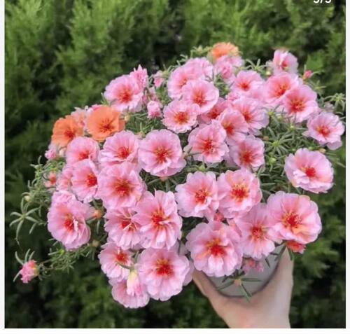 矮墩墩包对版网红新品籽播重瓣多色太阳花盆栽包活耐高温不怕晒