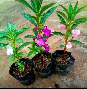 货到死苗补发指甲花凤仙花苗植物染指甲学生观察观赏