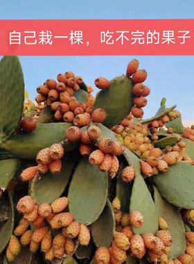 墨西哥梨果仙人掌食用水果仙人掌盆栽阳台庭院花卉绿植