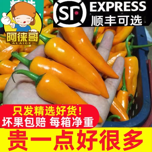 阿徕哥现摘超辣新鲜辣椒变态辣精选农户福建永安小黄椒泡椒子弹