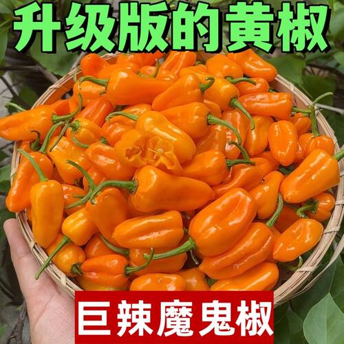 魔鬼椒新鲜永安黄椒特辣超辣新鲜辣椒朝天椒香辣变态辣福建黄椒 - 封面