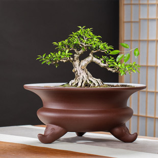 宜兴紫泥本色大口径喇叭口三足圆盆榕树老桩梅花室内落地绿植造景