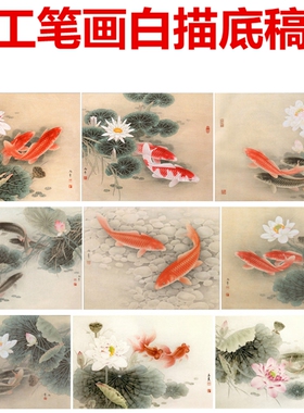 鲤鱼荷花工笔画白纸白描底稿