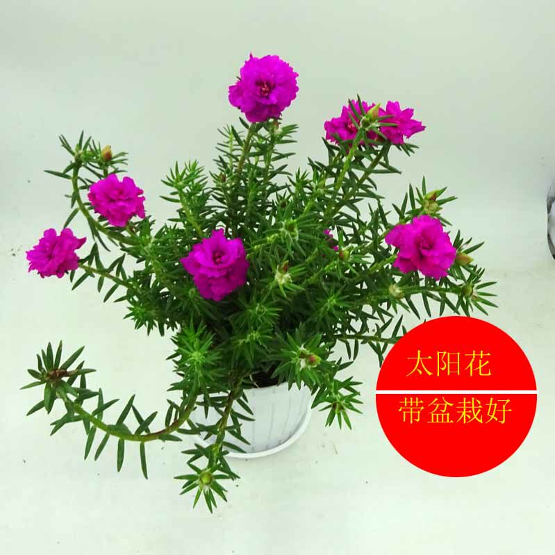 重瓣太阳花苗 盆栽绿植 庭院阳台开花不断 带根带土发货 对版