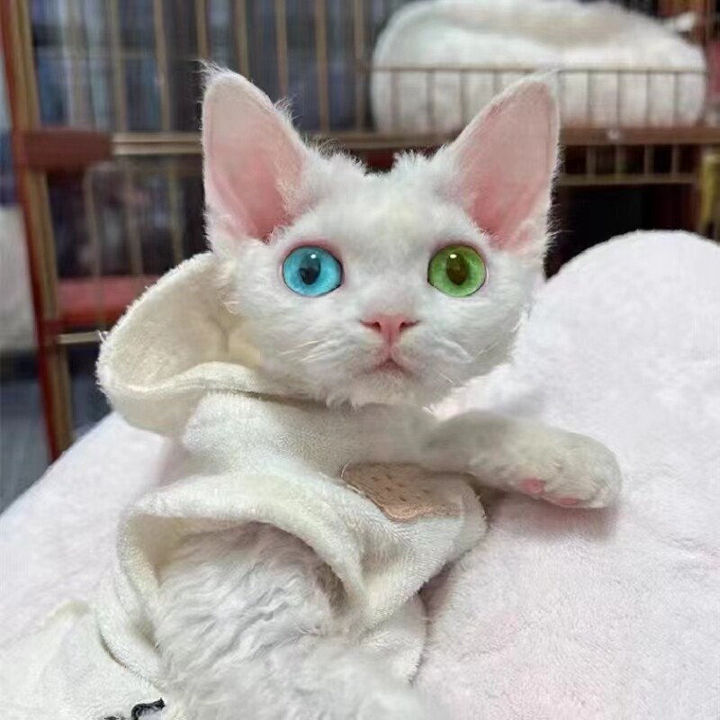 北京上海纯种德文卷毛猫幼猫纯白蓝眼纯黑白虎斑开脸宠物猫咪活体