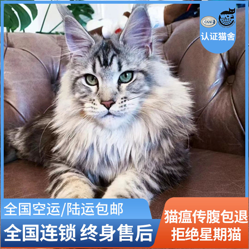 北京上海纯种缅因猫幼猫大体长毛巨型赛级宠物猫咪活物银虎斑烟灰