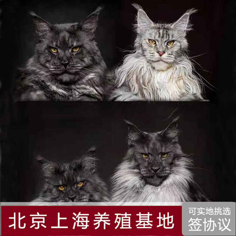 北京上海纯种缅因猫幼猫纯白烟灰大体长毛宠物猫咪活物连锁猫舍