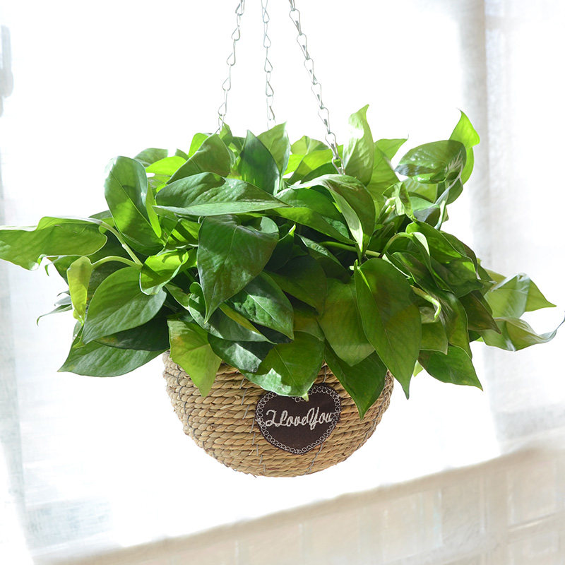 手工编织花篮吊挂花盆装饰悬挂式花盆摆件绿萝吊兰盆栽植物花盆