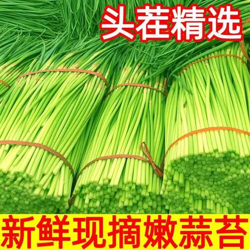 2026年脆嫩新摘头茬蒜苔