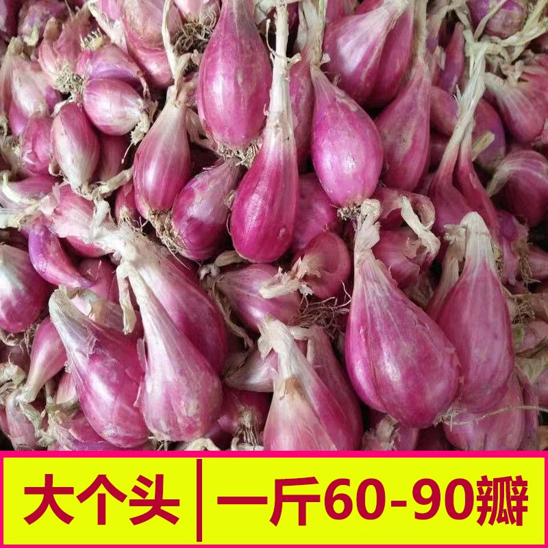 正宗广东红葱头商用熬油火干葱头种香新鲜小香葱四川农家自种子