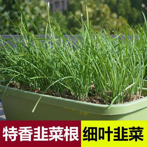 韭菜根苗香韭菜紫根山东寿光现挖老品种小细叶笨韭菜种红根阳台盆