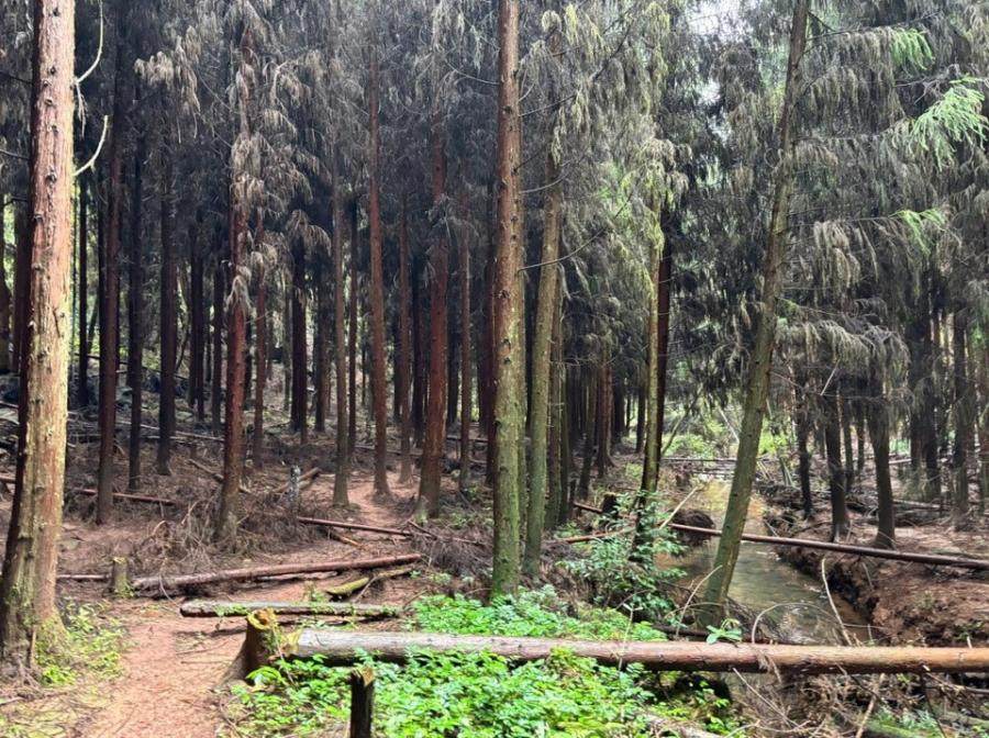 变卖四川省雅安市雨城区望鱼乡兴隆村林场组林权