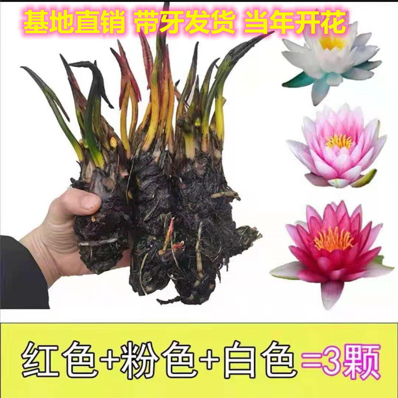 大睡莲跟块当年开花荷花碗莲庭院池塘鱼缸水培植物盆栽绿带牙好养