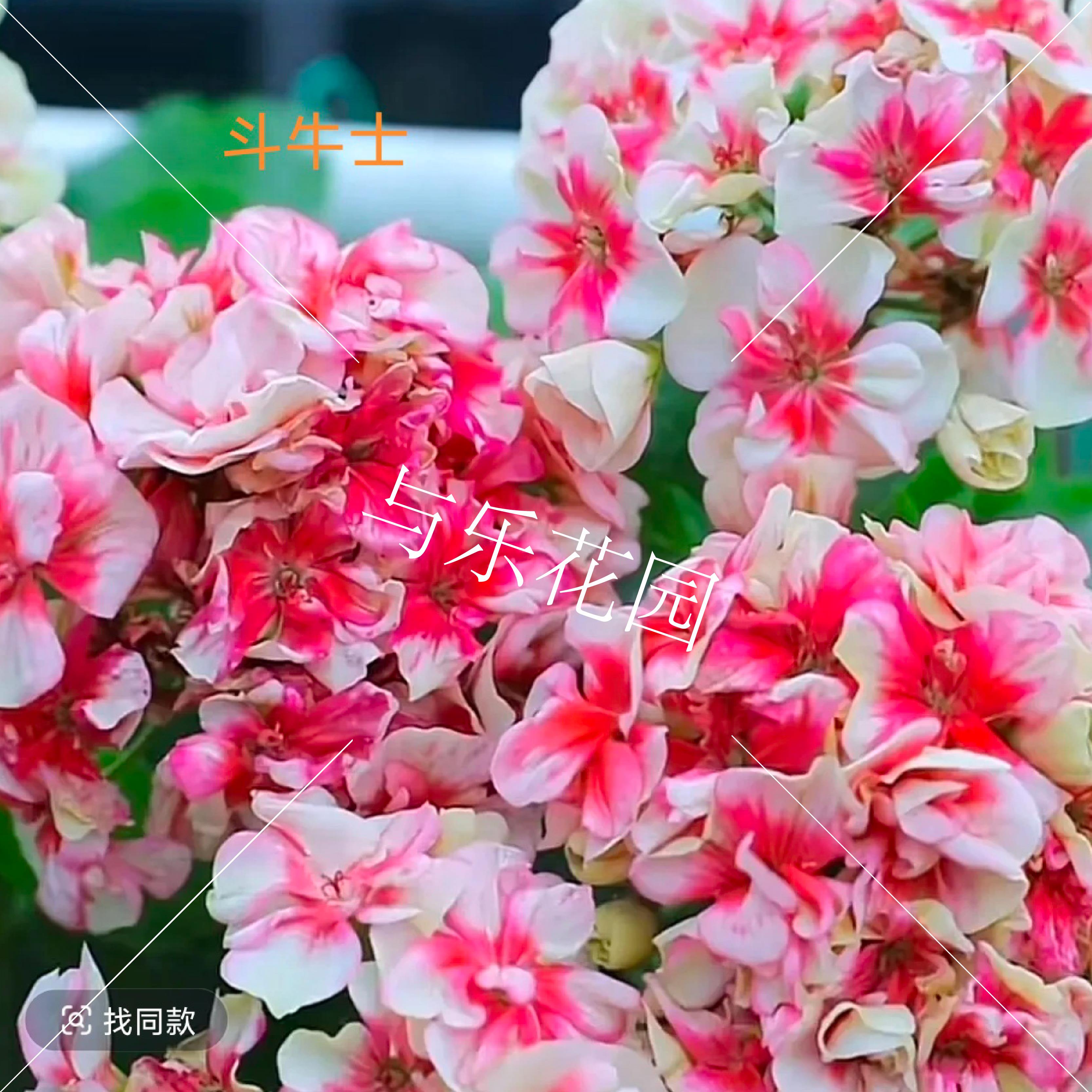 进口重瓣兽系天竺葵小苗勤花图片