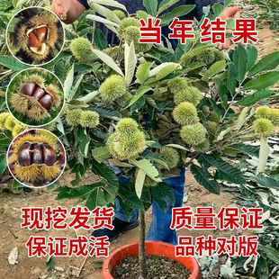 板栗苗树嫁接大红袍迁西板栗苗树当年结果板栗苗南北方种植果树苗